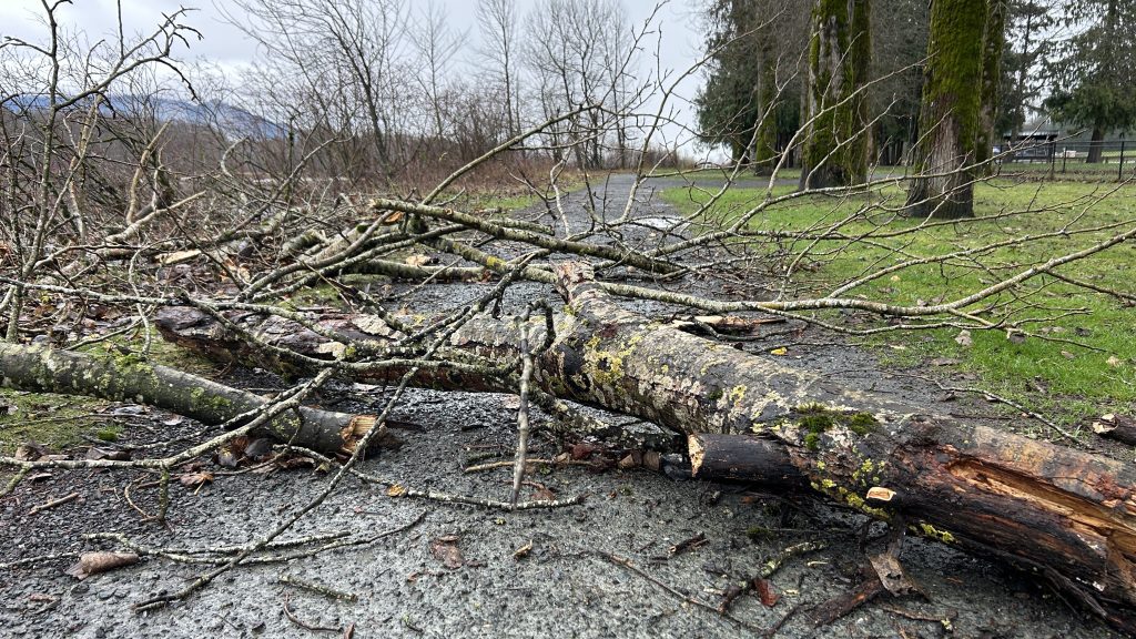 A fallen tree is seen at Island 22 Regional Park in Chilliwack on Tuesday December 16, 2025. (CityNews Image)