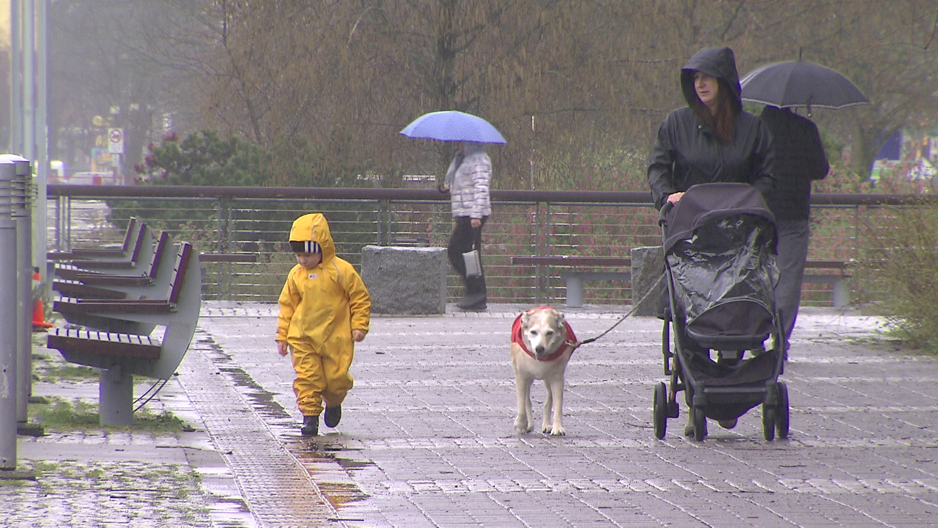 Heavy rain is seen near Vancouver’s Olympic Village on Monday, March 16, 2026. (Photo CityNews)