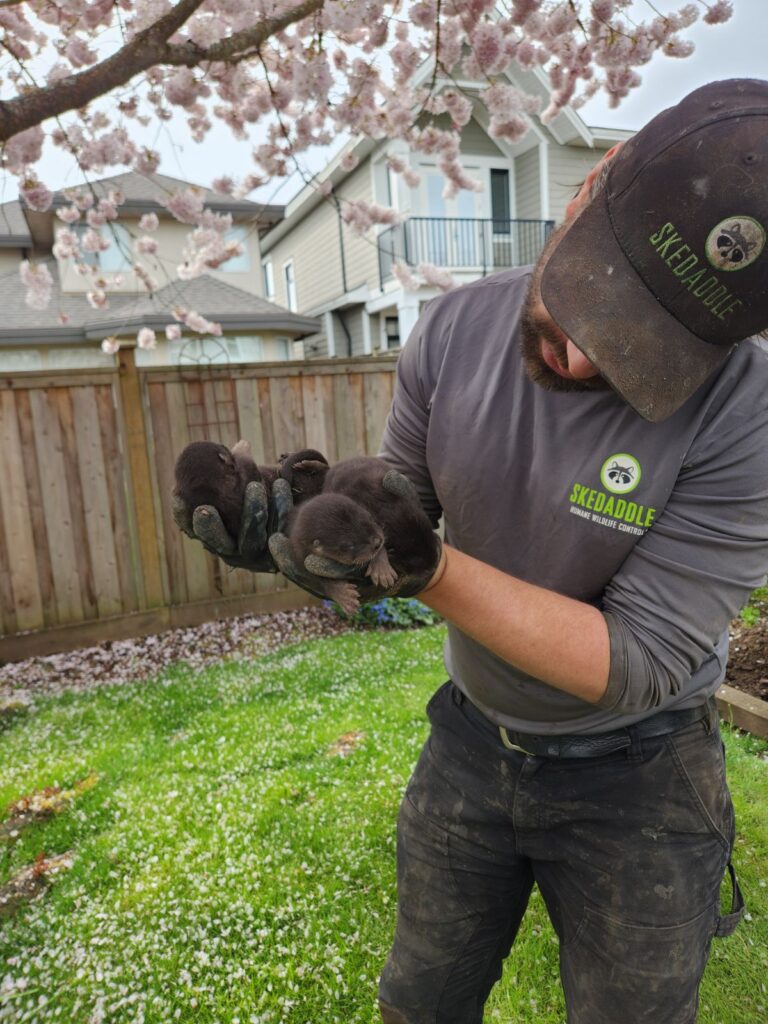 Richmond homeowners found a family of otters living in their backyard.