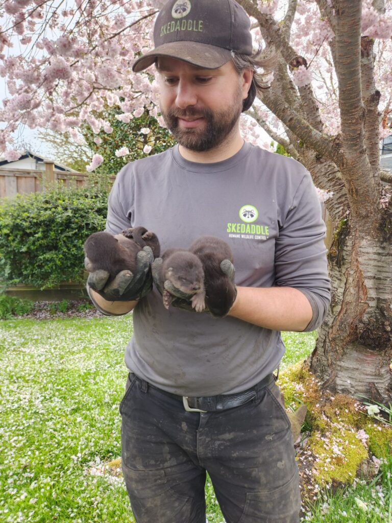 Richmond homeowners found a family of otters living in their backyard.