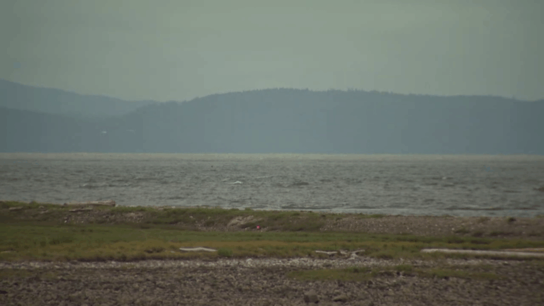 RCMP plans to launch recovery of charter boat victims in Strait of Georgia. (CityNews)