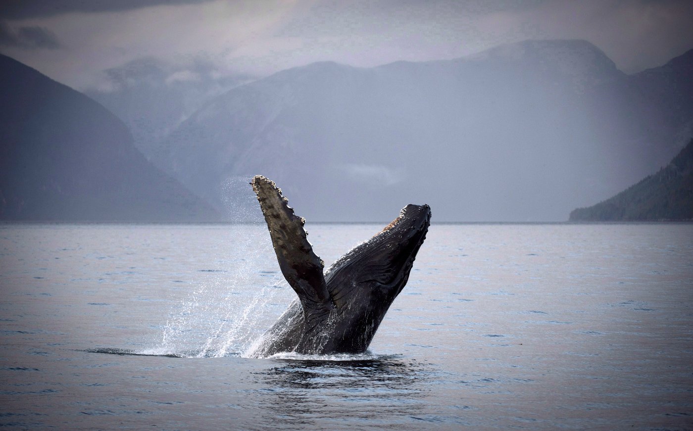 Two fishery officers hurt during ‘incident' involving humpback whale off B.C. coast